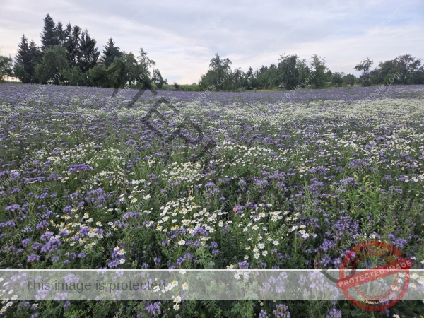 LB Blumen 187
