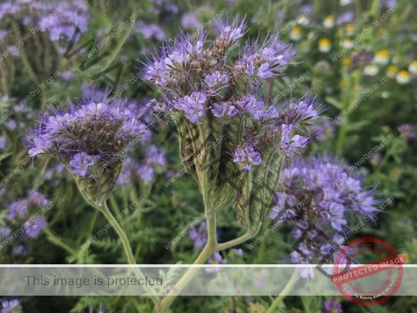 LB Blumen 188