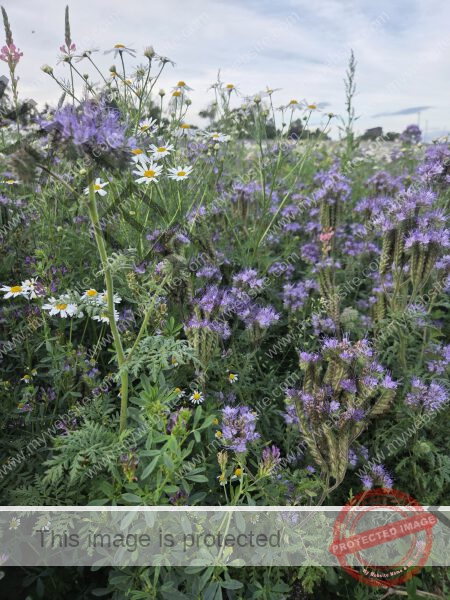 LB Blumen 189