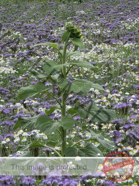 LB Blumen 190