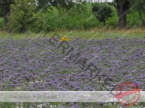 LB Blumen 191