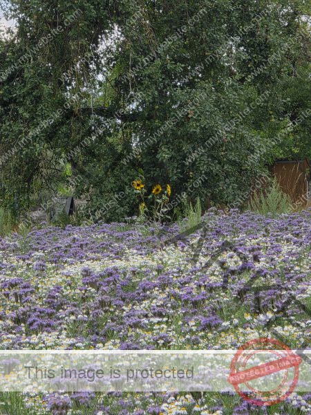 LB Blumen 192