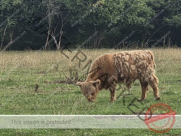 LB Galloways 151