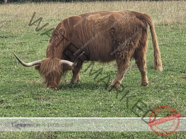 LB Galloways 152