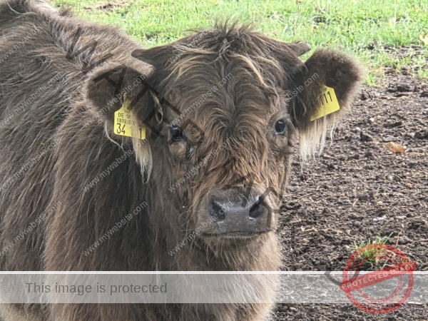 LB Galloways 154