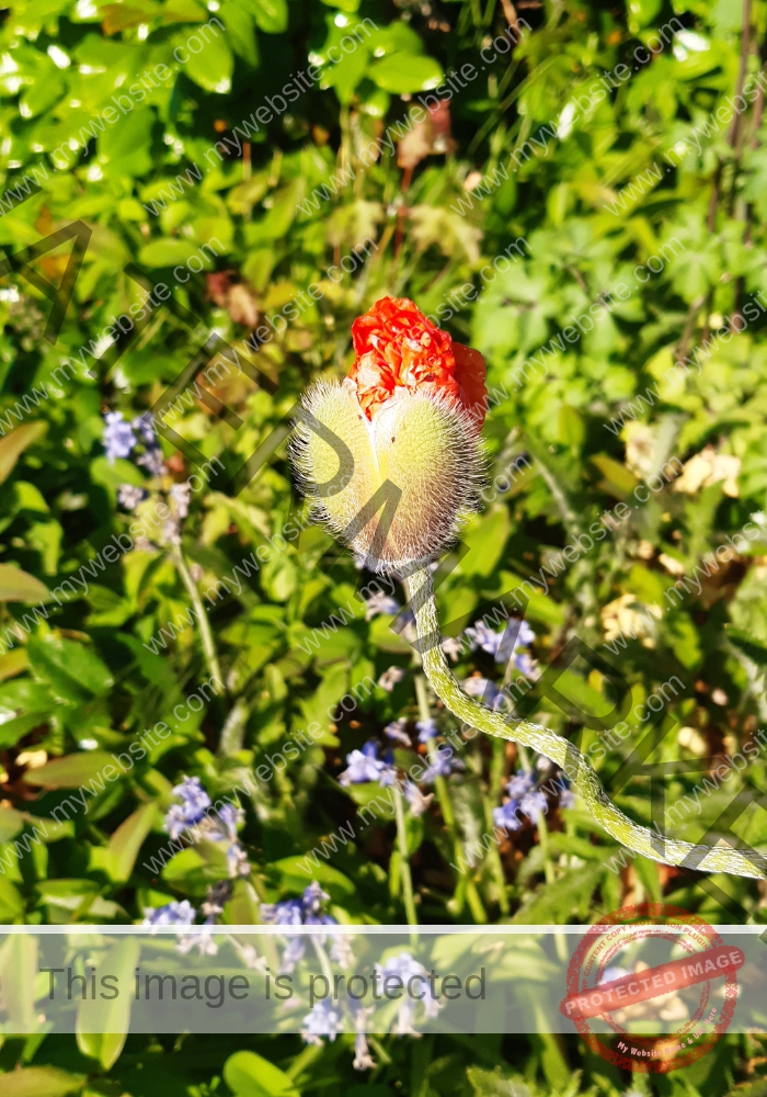 col Mohn 1.1