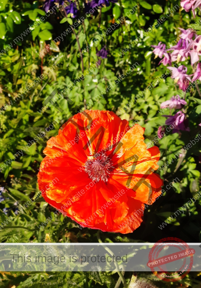 Mohnblume neu