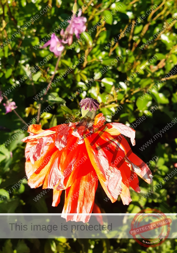 col Mohn 3.1