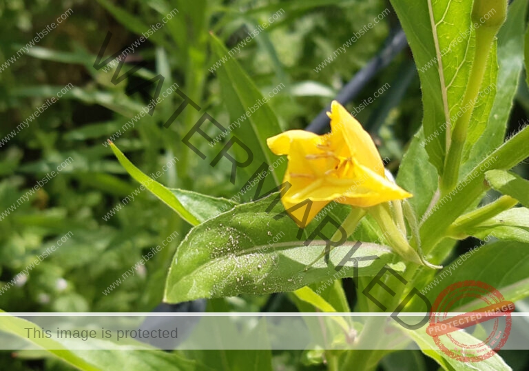 Nachtkerze
