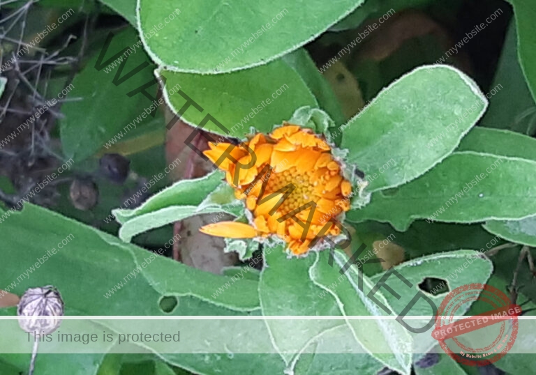 col Ringelblume 1