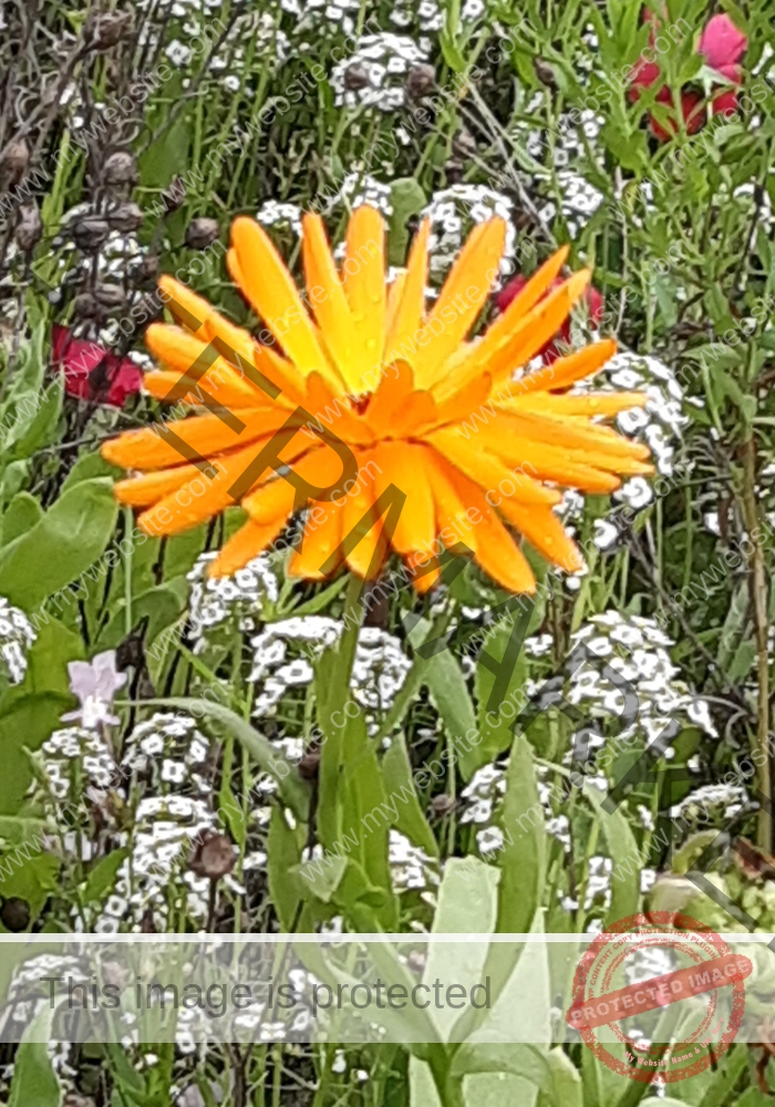 Ringelblume