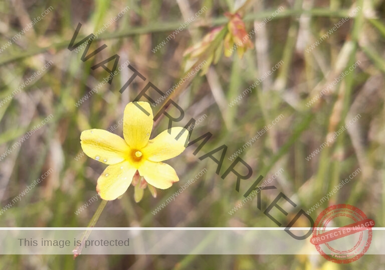 Winterjasmin