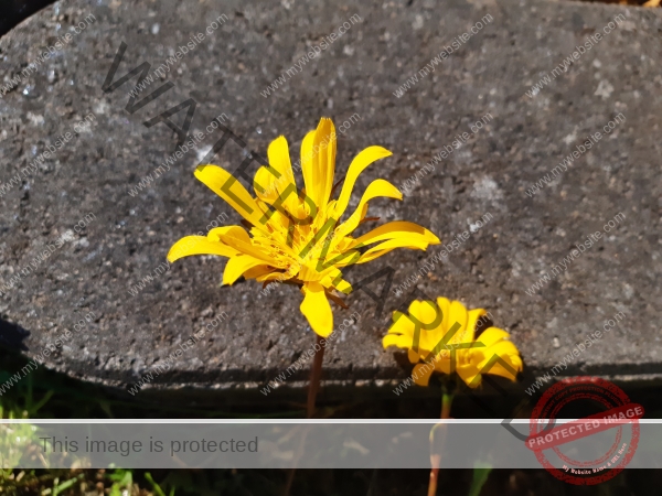 dud, M-K Blumen 025