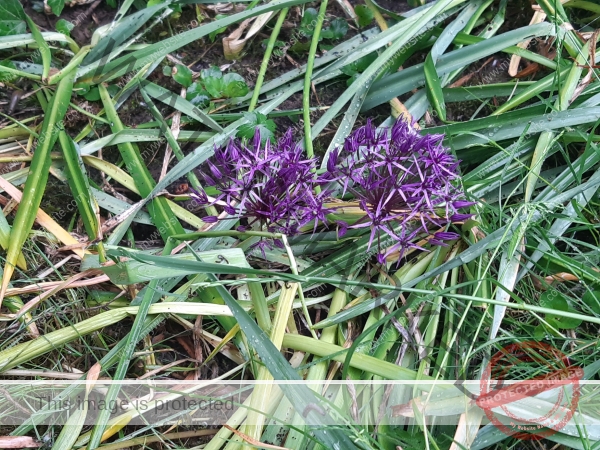 dud, M-K Blumen 026