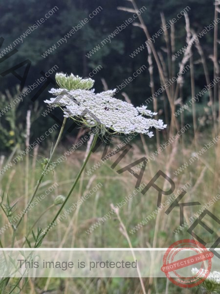dud, M-K Blumen 027