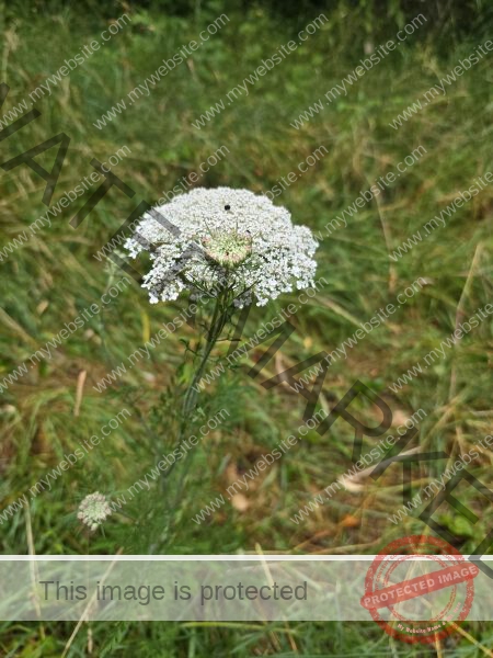 dud, M-K Blumen 028
