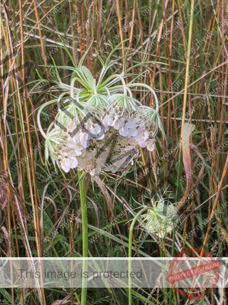 dud, M-K Blumen 030