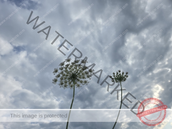 dud, M-K Blumen 032