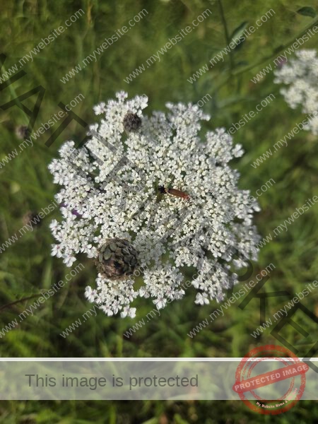 dud, M-K Blumen 033
