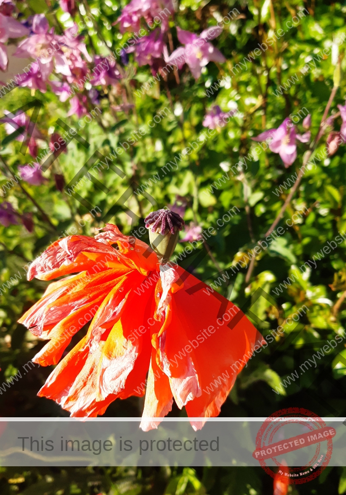 ich tanze lieber in der Sonne