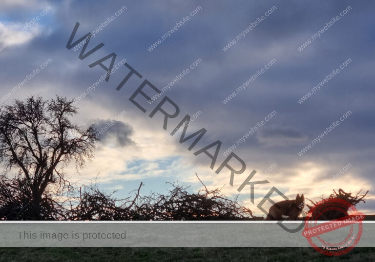 ruh - hinterm Baumarkt u. Ried 06
