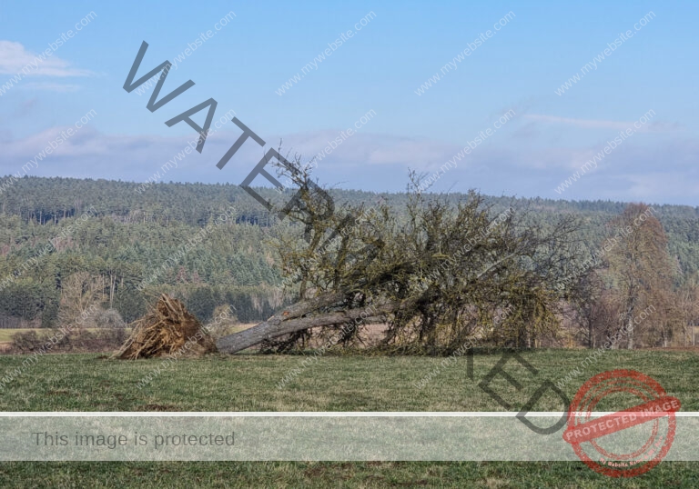 ruh - hinterm Baumarkt u. Ried 08