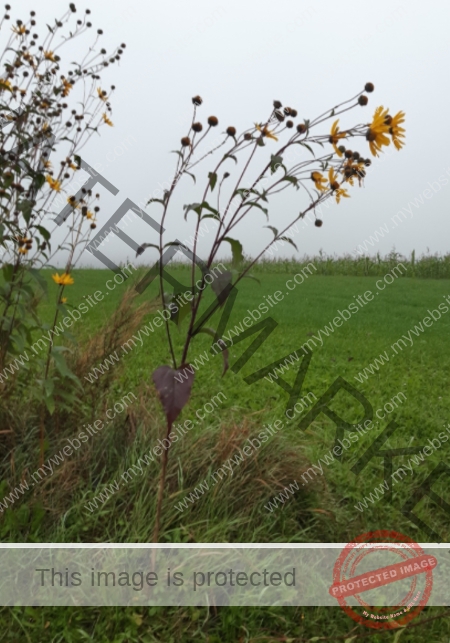 hinterm Baumarkt_2024-10-03 -010