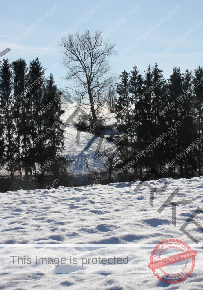 ruh - im Ried 005