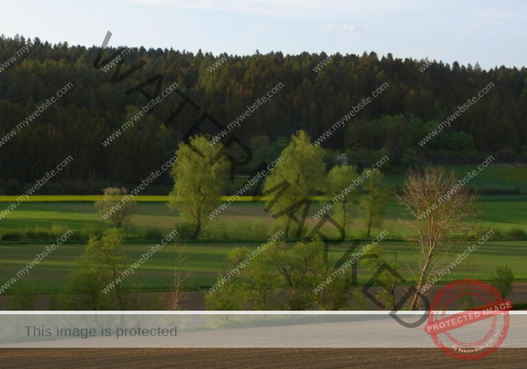 ruh - im Ried 30