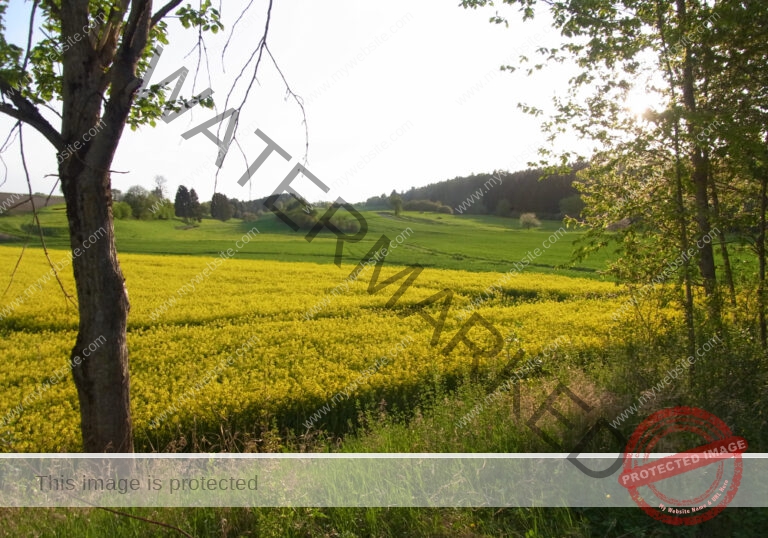 ruh - im Ried 31