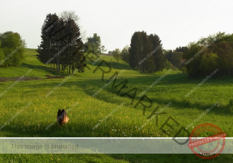 ruh - im Ried 32