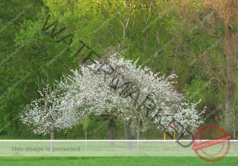 ruh - im Ried 34