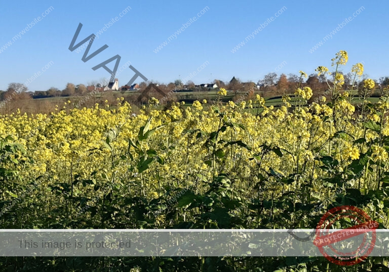 ruh - im Ried 37