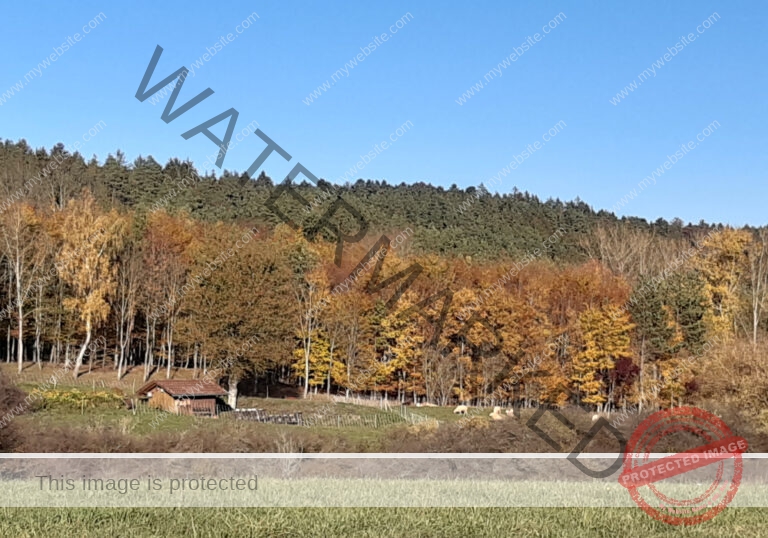 ruh - im Ried 38