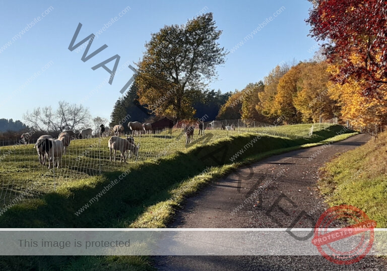 ruh - im Ried 42