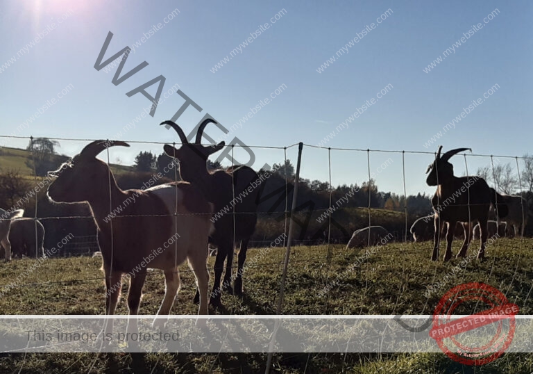 ruh - im Ried 41