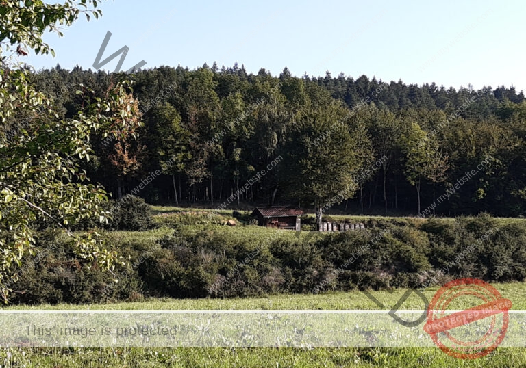 ruh - im Ried 044