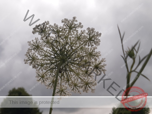 wilde Möhre 2025- 01