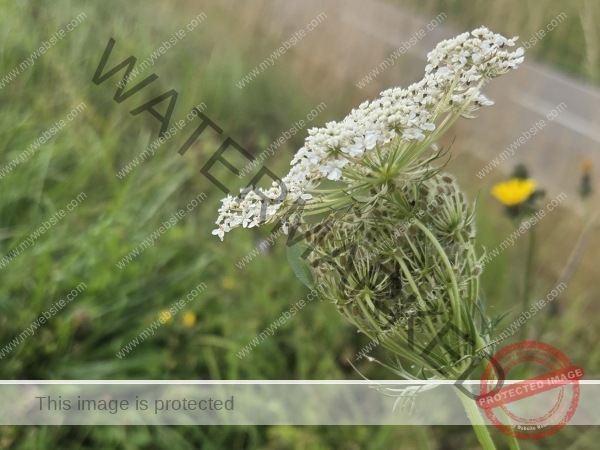 wilde Möhre 2025- 22