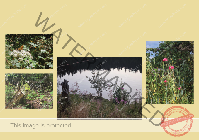 Kurzurlaub Windgfällweiher _Fotoalbum2- 05 (Klein)