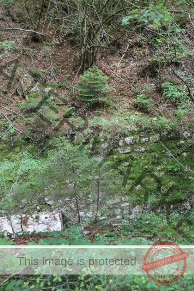 LB Bäume, Ledrosee -04