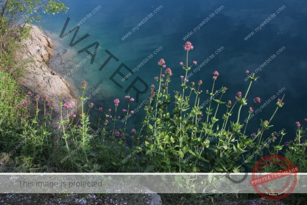 LB Blumen, Ledrosee -01