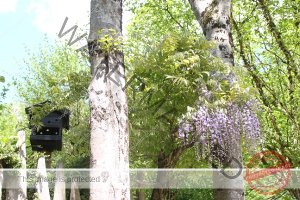 LB Blumen, Ledrosee -03