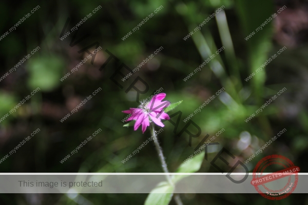 LB Blumen, Ledrosee -04