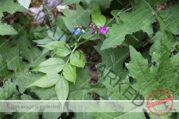 LB Blumen, Ledrosee -05