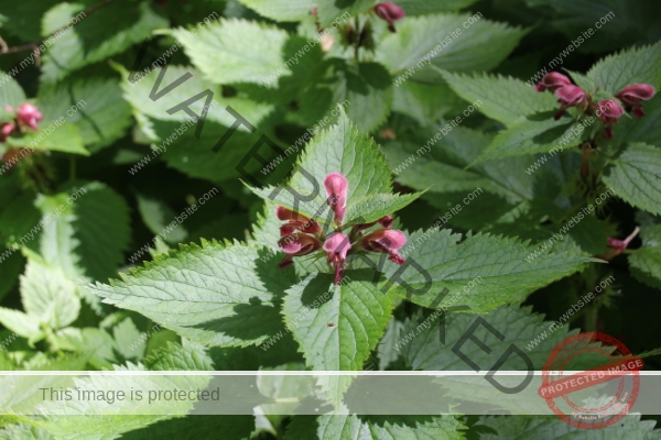 LB Blumen, Ledrosee -06