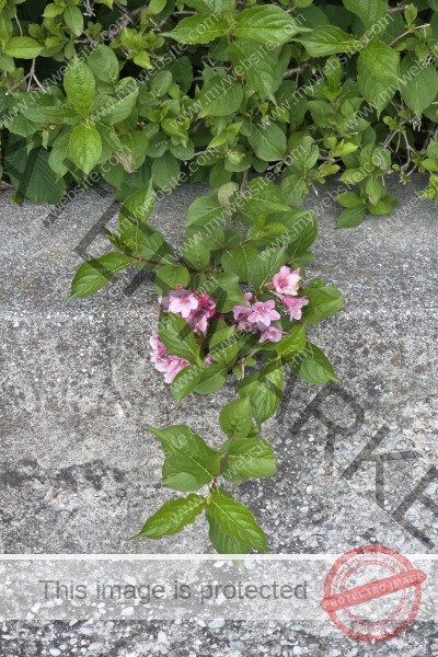 LB Blumen, Ledrosee -07