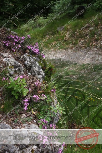 LB Blumen, Ledrosee -08