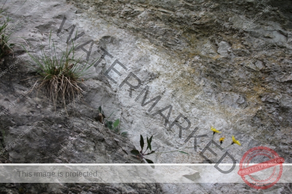 LB Blumen, Ledrosee -09
