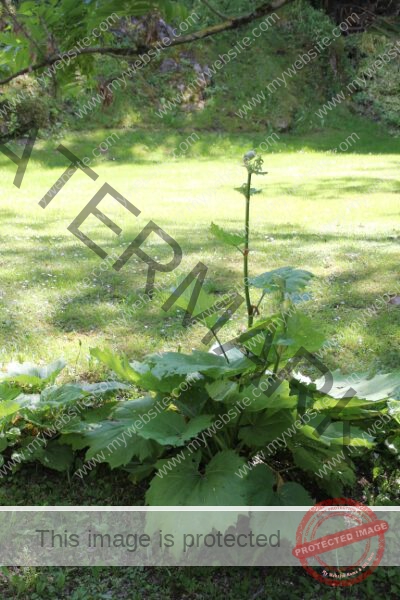 LB Pflanze, Ledrosee -01